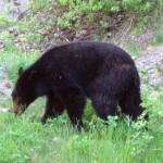 bear in whistler